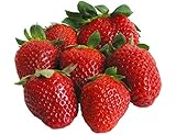 Organic Cambridge Favorite Strawberry 315 Seeds UPC 600188190748 + 1 Free Plant Marker