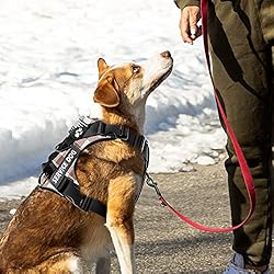Demigreat Service Dog Harness, Reflective Dog Vest