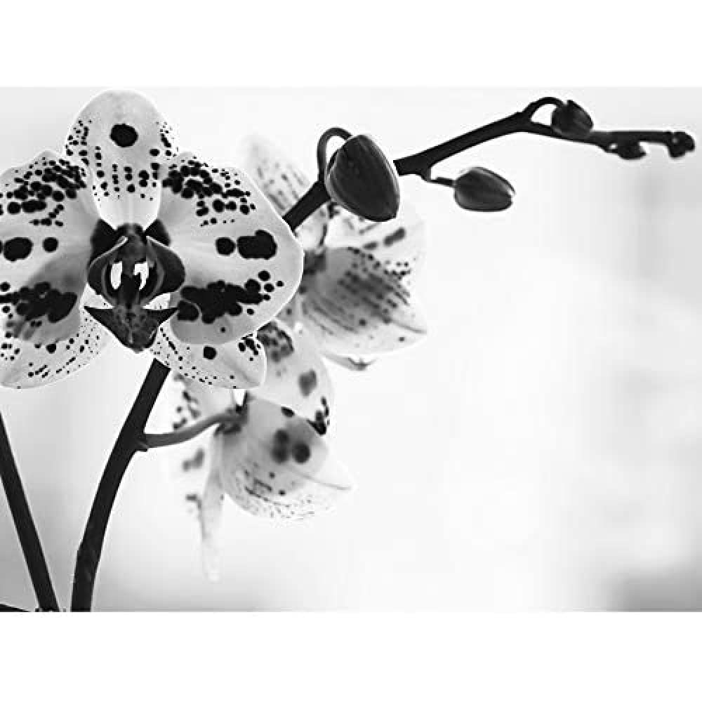 Wee Blue Coo Spotted Orchid Photograph Art Print Canvas Premium Wall Decor Poster