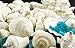 Nautical Crush Trading Sea Shells - White Real Mixed Beach Seashells (1lb) with Sea Glass Chips - Shells for Crafts - Ocean Decor - Beach Party Decorations - Seashell Decor - Large Shells Crafts