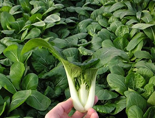 Bok Choy (Pak Choi) non-heading Chinese Cabbage, Organic Vegetable.15,000 Seeds - Thumbnail 7