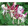 Fragrant Cloud Honeysuckle, Lonicera Periclymenum - Chojnow, Fragrant Flowering Potted Plant