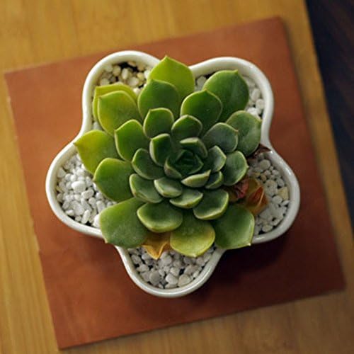 Netral Ceramic White Sucuulent Plant Pot, Planter Pot /Small Decorative Display Bowl (D08)