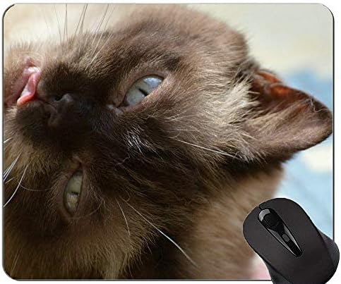 Amazon マウスパッド 国内ショートヘア子猫猫マウスパッド滑り止め ステッチエッジ付き猫マウスパッド Yanteng マウスパッド 通販