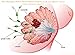 Enlargement Female Breast Cup/Enhancer Breast Cup Vacuum Pump Suction Enlarger (Medium-Electric)