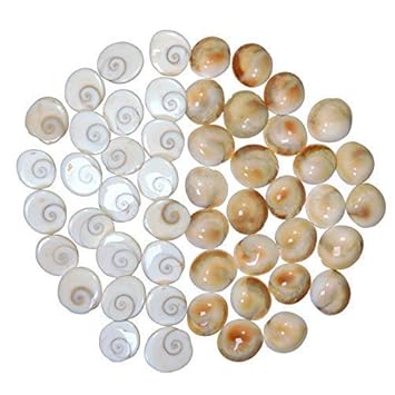 Generic Brij Sugandha Natural Gomati/Gomti Chakra Original for Puja (White) 