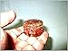 Carnelian Orgone Tower Buster Generator