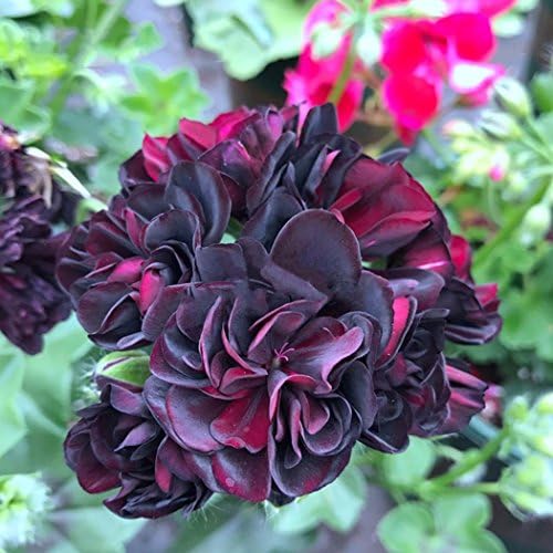 Oliote 10pcs Geranium Seeds Pelargonium Hortorum Flower Seeds Garden Potted Plants