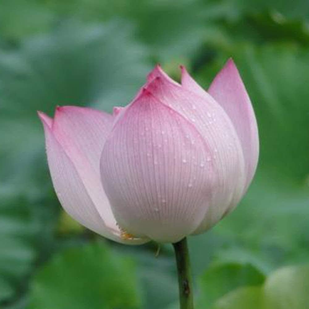 farm ranch 30pcs lotus seeds cold resistant water lily flower mixed color aquatic flower seeds for outdoor pond planting decorative courtyard plants seeds bulbs uni tankers dk