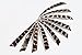Longbowmaker 5" Shield Shape Natural Eagle Feathers Archery Arrow Fletch Fletching Left Wing (30PCS) SFE