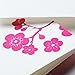 Crane & Co. Letterpress Plum Blossom Note (CF1329), Pack of 10
