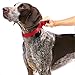 PetSafe Adjustable Martingale Collar - Only Tightens When Dogs Pull, Prevents Slipping Out - Helps with Strong Pullers, Increased Control - Alternative to Choke Collar - 3/8