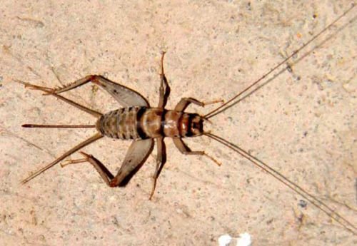 Bassett's Cricket Ranch 250 Small (1/4") Live Banded Crickets