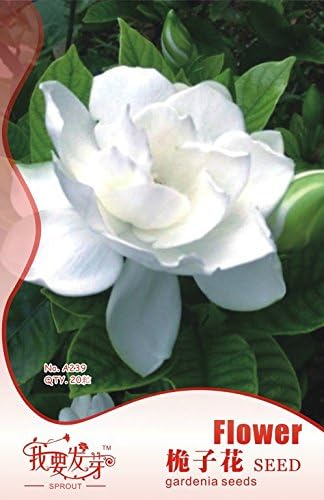 2018 Hot Sale!! Maslin Gardenia Jasminoides Cape Jasmine Heirloom Seeds, 28 Seeds, Strong Fragrant Danh-Danh Jasmin BD066H