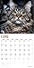 Maine Coon Cats 2018 16 Month Wall Calendar 12 x 12 inches Bright Day Calendars Publishing