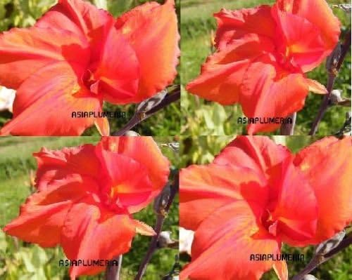 3 Plants Bulbs Dark Red Green Leaf 2 Meters Tall Canna lily Fresh and Viable + FREE PHYTO Flower Fresh & Viable From Garden