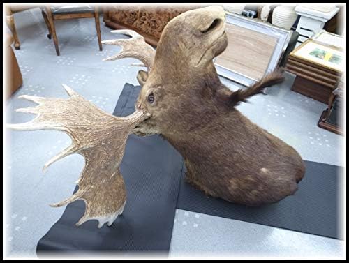 Amazon Co Jp 希少 大型 ヘラジカ 剥製 ハンティング トロフィー 店舗 ディスプレイ 店頭渡し歓迎 愛知県半田市 ホビー 通販