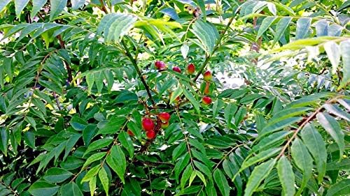 Lot of 15 Indian Curry Leaf Tree Murraya Koenigii Seeds from Hawaii