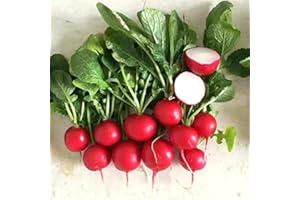 OHIO HEIRLOOM SEEDS Cherry Belle Radish Seeds - 500+ Non-GMO Heirloom, Fast Growing, Round, Red, Crisp Radishes - Great for Salads, Sandwiches, and More