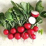 Cherry Belle Radish Seeds - 500+ Non-GMO