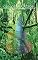 Livro SD Concentration: Doutrina da Floresta
