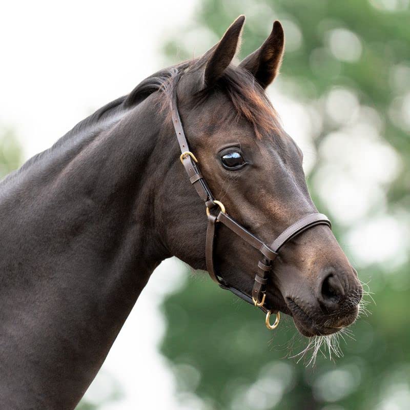 Kavalkade Halter for leather foal