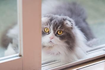 Amazon Com Egotou Scottish Fold Kitten Yellow Eyes Art Print On