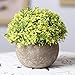 Velener Mini Plastic Artificial Pine Ball Topiary Plant with Pots for Home Decor (Green Clover)