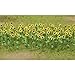 JTT Scenery Products Flowering Plants Series: Sunflowers, 2