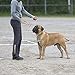 PetsN’all Portable Electronic Dog Repeller and Dog Trainer with LED Flashlight -Ultrasonic Deterrent Device for Your Safety and Train Your Dog