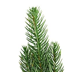 wonuu 25pcs Artificial Pine Green Leaves Needle