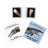 Set of 2 Authentic Dinosaur Teeth Fossils