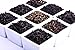 Basilur | Ceylon Orange Pekoe | Single Origin | Ultra-Premium Loose Leaf Black Tea | 100g / 3.52oz. per Box | Pack of 2