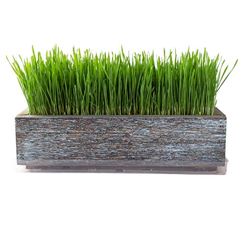 Reclaimed Barnwood Style Planter Wheatgrass Kit - Aged Brown - Grow
