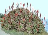 Thronesfarm_ Rare Aloe ARBORESCENS @j@ Kranz Vera