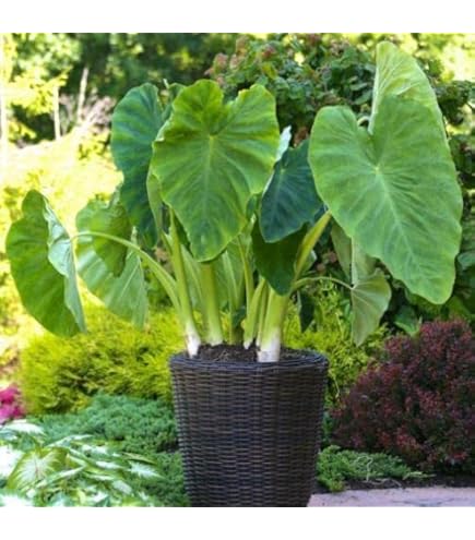 Garden State Bulb Alocasia Odora Elephant Ear Bulbs, 7/9 Inches (Bag Of