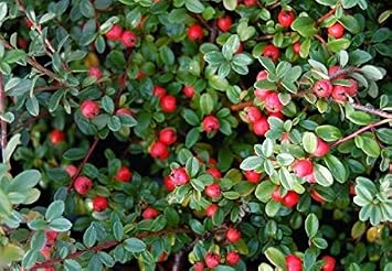 25 Stuck Teppich Zwergmispel Cotoneaster Im Topf Container Grosse