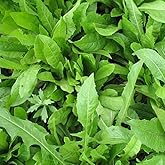 Chicory Food Plot Seeds (1, 10 lb.)