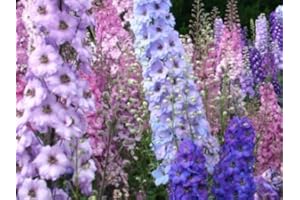 150 graines PIED D'ALOUETTE Mix (Delphinium Ajacis) G392 Rocket Larkspur Seeds Mix : in The Package Seeds