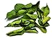 Dried Kaffir Lime Leaves in Bag, 0.88oz