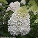 Pillow Talk Hardy Hydrangea - 4" Pot - Hydrangea paniculata