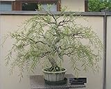 Bonsai Dragon Willow Tree - Large Thick Trunk - One Live Indoor Tree - Corscrew Willow Bonsai Cutting - Fast Growing Unique Bonsai Tree