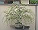 Bonsai Dragon Willow Tree - Large Thick Trunk - One Live Indoor Tree - Corscrew Willow Bonsai Cutting - Fast Growing Unique Bonsai Tree