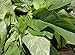 Jamaican CALLALOO SEEDS, (Edible Amaranth) Real Jamaican Organic Heirloom