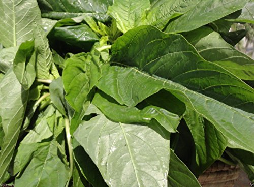 Jamaican CALLALOO SEEDS, (Edible Amaranth) Real Jamaican Organic Heirloom