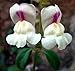 White Spanish Perennial Snapdragon 50 Seeds