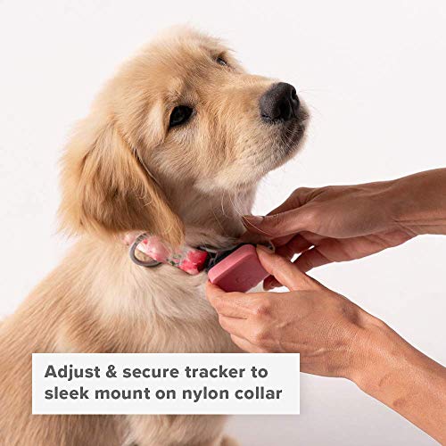 Whistle GO/GO Explore/Twist & Go Pet Collars/Bolt Blue/Small Pricepulse