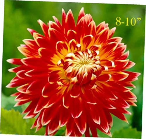 QIM 5 Bulb Dinner-Plate Dahlia Akita Tuber Clump - RK198