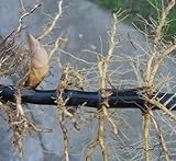 BLACK BAMBOO PLANT RHIZOME Fresh cut from the grove