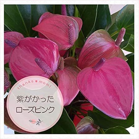 Amazon 19年母の日ギフト アンスリウム シラノ5号鉢植え つやつやのシックカラーが美しい人気品種 観葉植物 オンライン通販